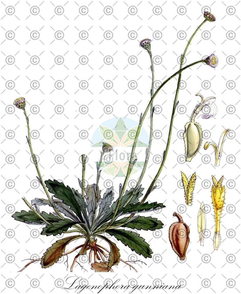 HistAbb_wfo-0001275739_1_ENZY_Simple | Historische Abbildung von Lagenophora gunniana - | Historical Illustration of Lagenophora gunniana - 