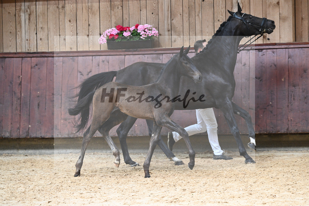 Kat-Nr. 21 HF Va Pensiero_Albert_26230284 | hf-fotografie - Realisiert mit Pictrs.com