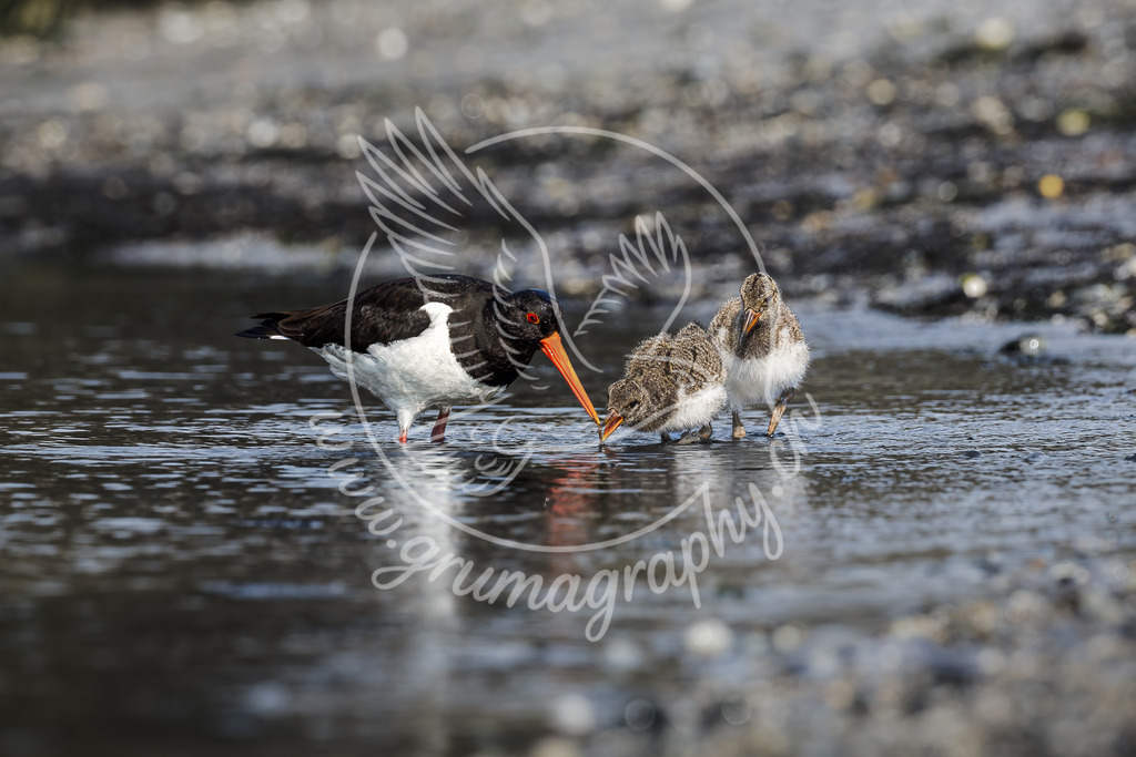 echoes of care - oystercatcher_ germany | Eine ruhige, authentische Wildlife-Aufnahme einer Austernfischer-Familie am Wasser. Der Altvogel und seine beiden Jungtiere sind in natürlichen Farben und feinen Details festgehalten, während der weiche, reduzierte Hintergrund den Moment klar hervorhebt. Dieses Fine-Art Wildlife Foto zeigt Verhalten, Nähe und die besondere Dynamik zwischen Elternvogel und Küken. Ideal als hochwertiger Naturdruck für Wohnräume, Büros und alle, die elegante, minimalistische Naturfotografie schätzen. Professionell aufgenommen und im charakteristischen Grumagraphy Stil bearbeitet – reduziert, klar und harmonisch.