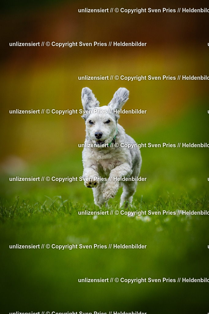 Sven Pries | 2025-04-13 - Hunderennen Baden-Baden - Realisiert mit Pictrs.com