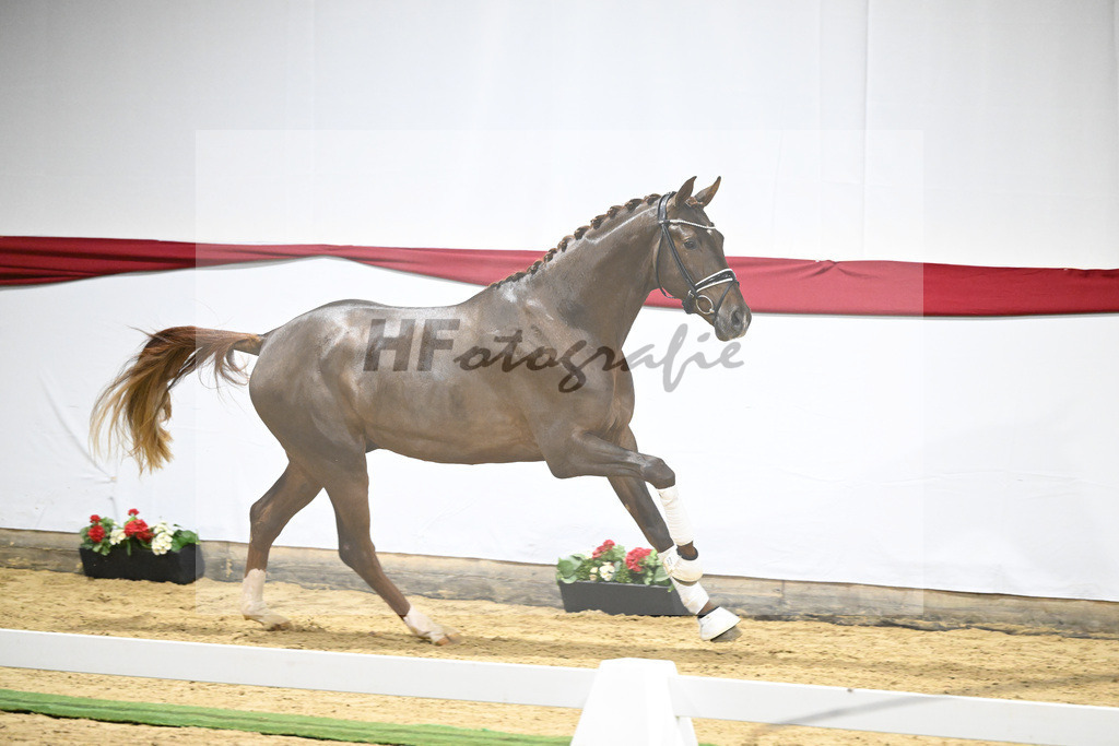 Kat-Nr. 6 v. Vitalis_Beckmann_63220184 | hf-fotografie - Realizzato con Pictrs.com