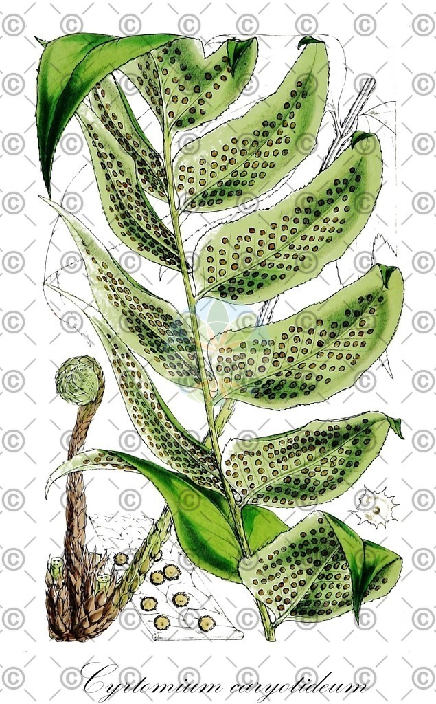 HistAbb_7NV9Z_1_ENZY_Simple | Historische Abbildung von Cyrtomium caryotideum - Dryopteridaceae | Historical Illustration of Cyrtomium caryotideum - Dryopteridaceae