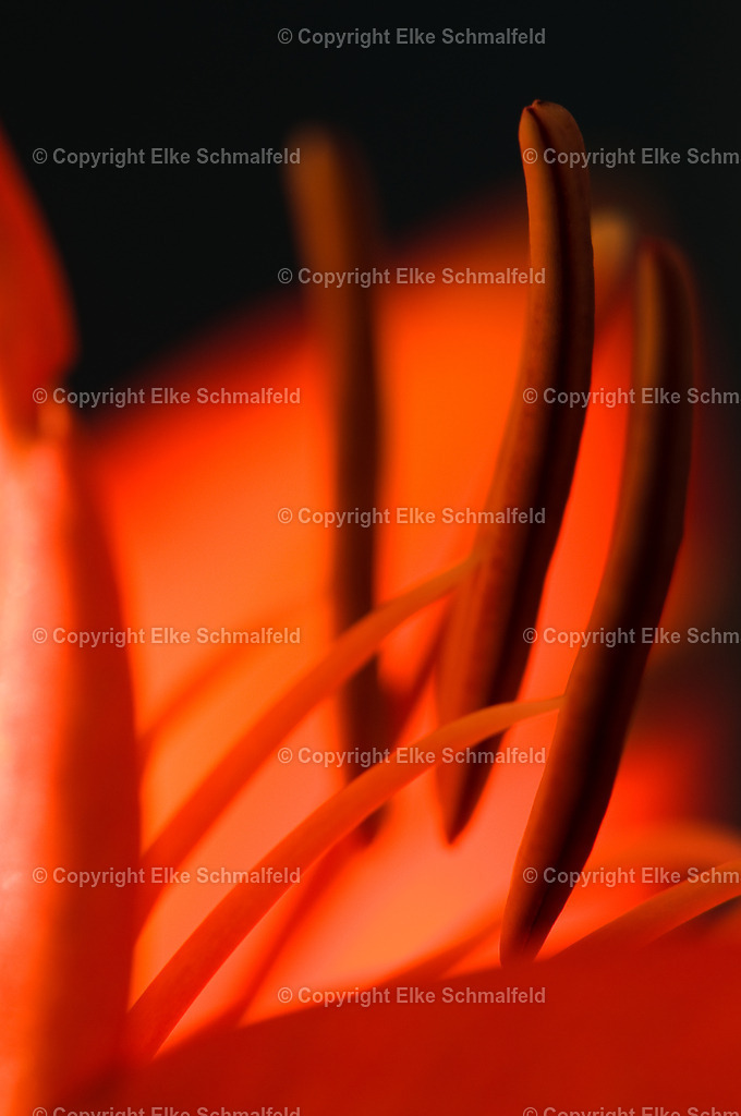 Bluetenreise-Rot-12 | Elke Schmalfeld - Realisiert mit Pictrs.com