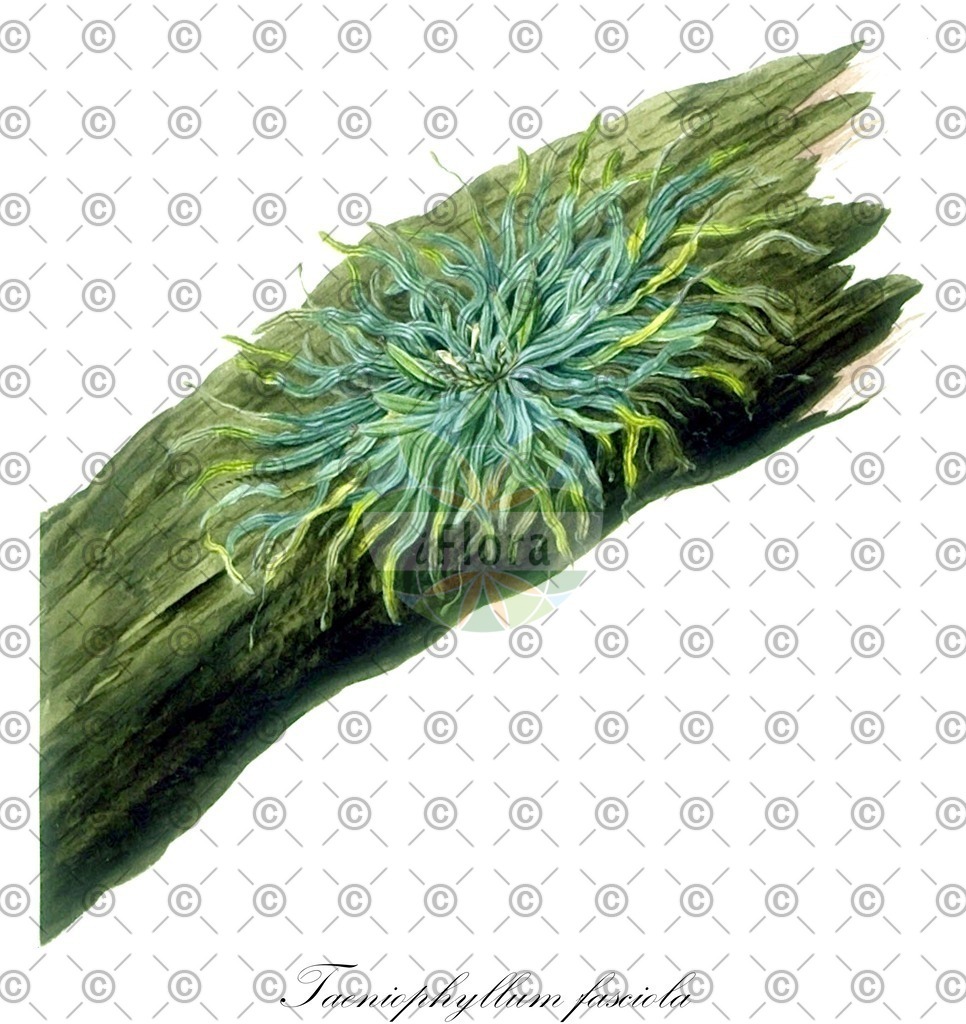 HistAbb_wfo-0001117744_2_ENZY_Simple | Historische Abbildung von Taeniophyllum fasciola - Orchidaceae | Historical Illustration of Taeniophyllum fasciola - Orchidaceae