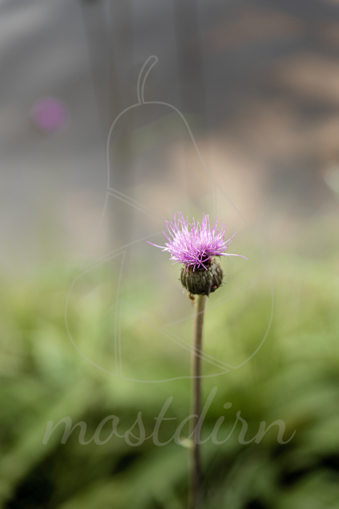 Kratzdistel | Bei Veröffentlichung des Bildes ist eine Namensnennung wie folgt erforderlich: 
Foto: Mostdirn Irmgard Wieser
 - Realisiert mit Pictrs.com