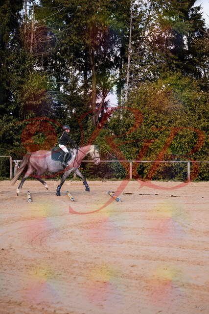 2026_10_03_Siefer-Hof_145034_Z81_28574934 | Professionelle Reitsport-, Turnier- und Eventfotografie von Robert Broda. Galerien mit ausgewählten und bearbeiteten Bildern direkt online ansehen und bestellen.