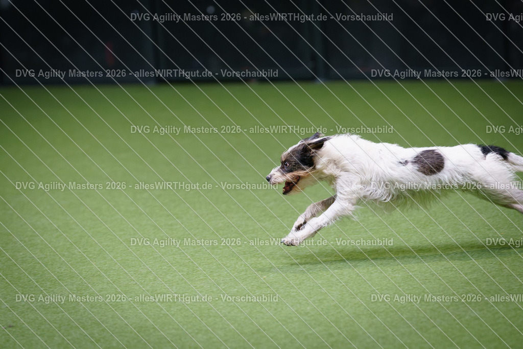 allesWIRTHgut_Tierfotografie-DVG_Agility_Masters_2026-11_32-7R506380 | Professionelle Tierfotografie in Mönchengladbach von Daniel Wirth (allesWIRTHgut). Liebevolle & natürliche Bilder von Hunden & Katzen für unvergessliche Erinnerungen.