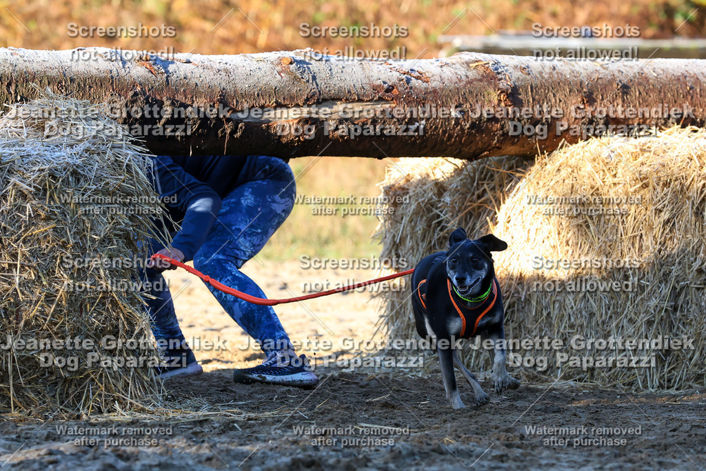 Dog Paparazzi - Strongdog 10-25-693 | Dog Paparazzi Jeanette Grottendiek Fotografie & Videografie - Realisiert mit Pictrs.com