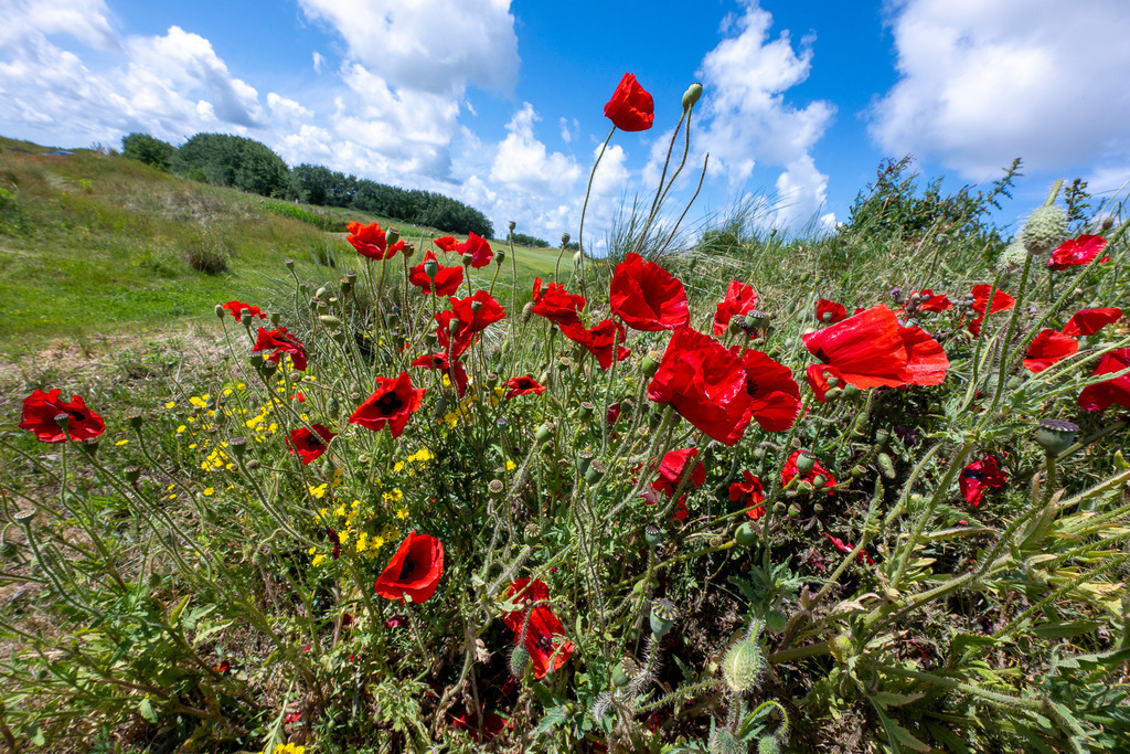 260610_Texel_8493_mr | Entdecke exklusive Fotografie im muebri Shop: Stimmungsvolle Motive  Naturaufnahmen und mehr. Jetzt hochwertige Wandbilder und Fotoabzüge online kaufen! - Realisiert mit Pictrs.com