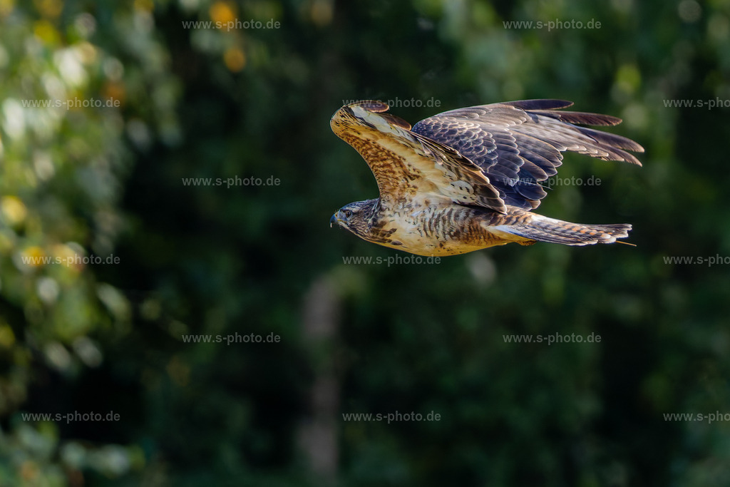 Bussard | Entdecken Sie hochwertige, lizenzfreie Fotografien für Projekte jeder Art: Natur, Städte, Menschen und mehr. Kaufen Sie einzigartige Bilder in Profi-Qualität und verleihen Sie Ihrer visuellen Kommunikation das gewisse Etwas! - Realisiert mit Pictrs.com
