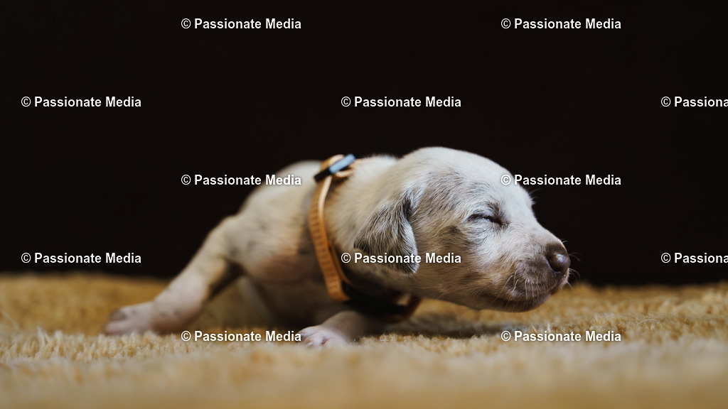 DSC03867 | Passionate Media, dein Fotograf aus Brandenburg, Märkisch Oderland, im Bereich Motorsport, Autos und Motorräder sowie Events und auch Hunde. Shootings oder auch Eventbegleitungen können bei mir gebucht we