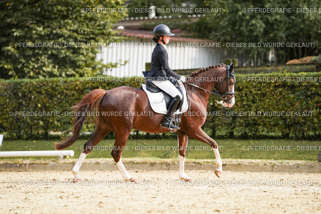 DSC05199 | Pferdegrafie