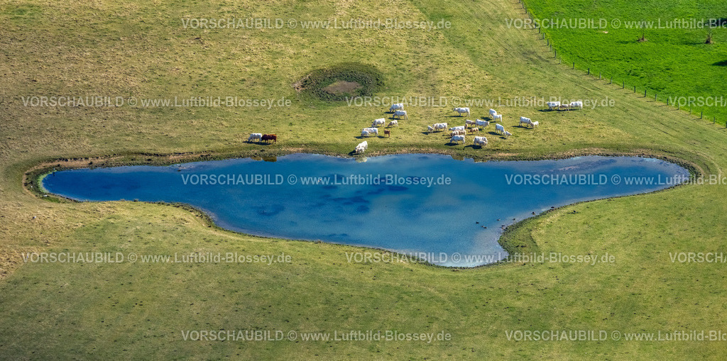 Hamm220801149 | Weiße Kühe an einer Wasserstelle in den Lippeauen in Hamm,  Heessen, Hamm, Ruhrgebiet, Nordrhein-Westfalen, Deutschland