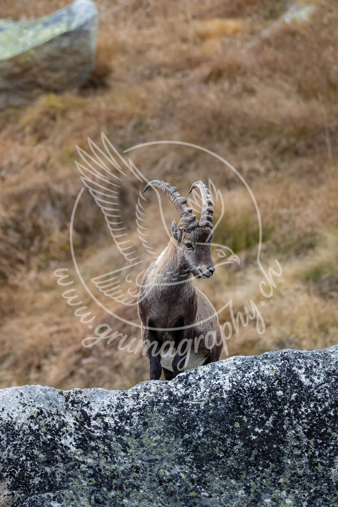 silent sentinel - alpine ibex_ switzerland | Alpine Wildlife Fotografie eines Steinbocks in seinem natürlichen Habitat – reduziert, ruhig, authentisch.Die gedeckten Farben des Berggrases und die mineralische Struktur des Felsens zeichnen den Lebensraum, ohne ihn zu dramatisieren. Hörner, Blick und Fell bleiben klare Ankerpunkte im Bild. Bearbeitet mit strukturerhaltender Schärfung und Rauschkontrolle im Grumagraphy-Workflow, entwickelt ohne Inszenierung oder Eingriff in die Szene. Ein starkes, natürliches Alpenmotiv für Portfolio und großformatige Drucke.