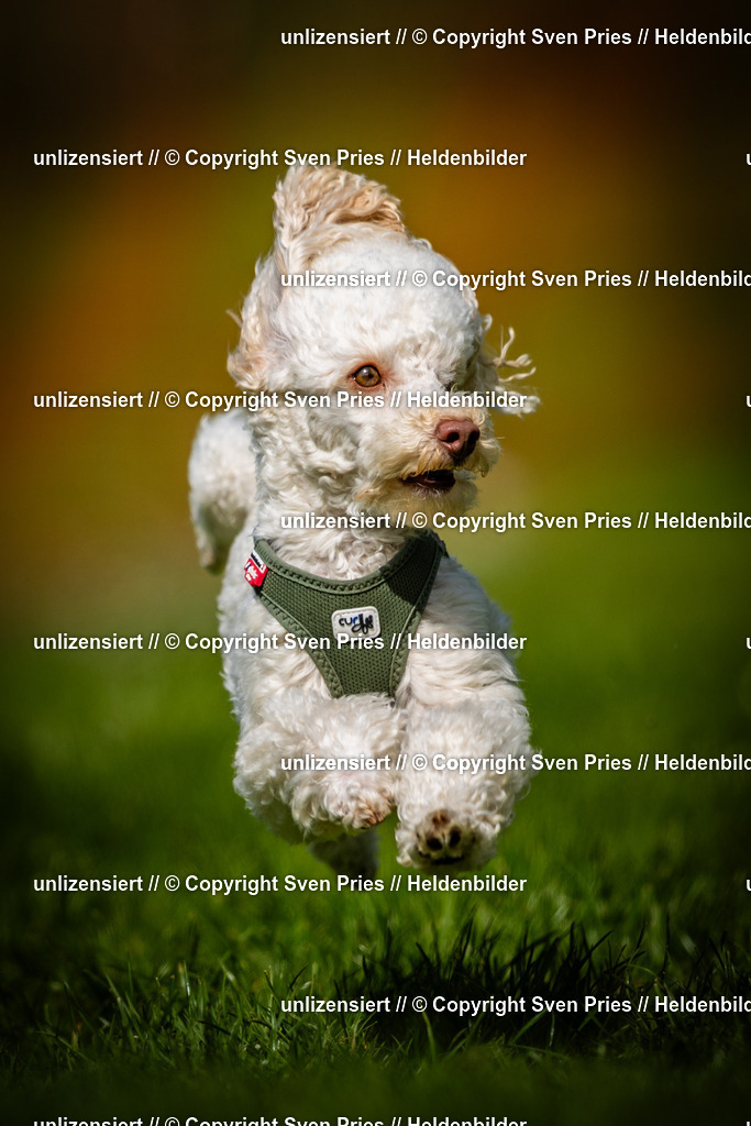 Sven Pries | 2025-04-13 - Hunderennen Baden-Baden - Realisiert mit Pictrs.com