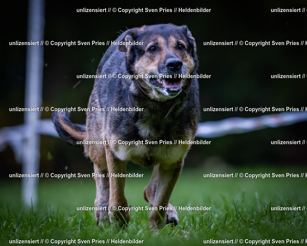 Sven Pries | 2024-10-19 - Hunderennen Ober-Grombach - Realisiert mit Pictrs.com