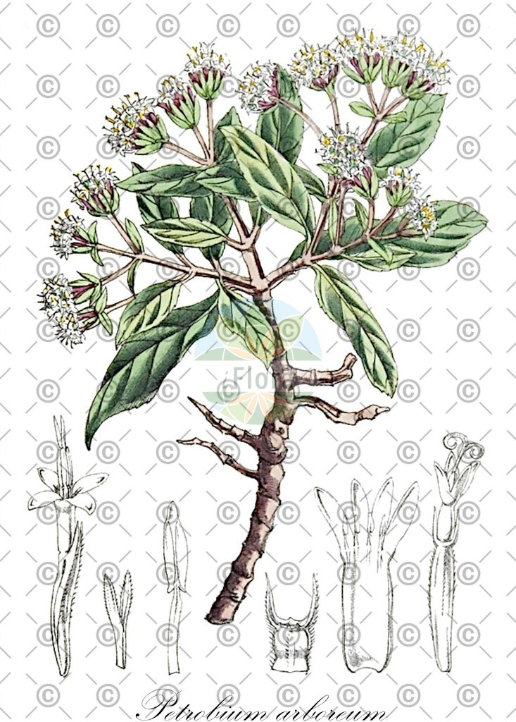 HistAbb_wfo-0001065069_1_ENZY_Simple | Historische Abbildung von Petrobium arboreum - Asteraceae | Historical Illustration of Petrobium arboreum - Asteraceae