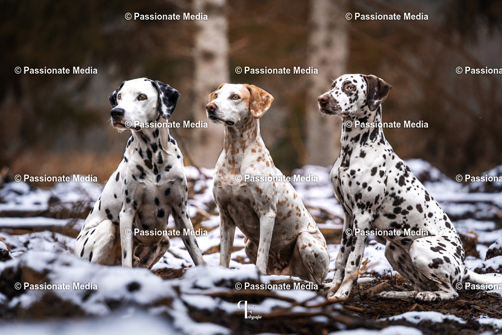 _DSC1568n | Passionate Media, dein Fotograf aus Brandenburg, Märkisch Oderland, im Bereich Motorsport, Autos und Motorräder sowie Events und auch Hunde. Shootings oder auch Eventbegleitungen können bei mir gebucht we