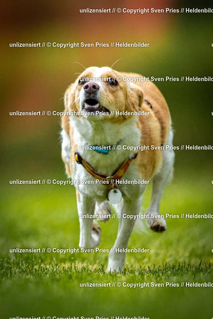 Sven Pries | 2025-09-21 - Hunderennen Baden-Oos - Realisiert mit Pictrs.com