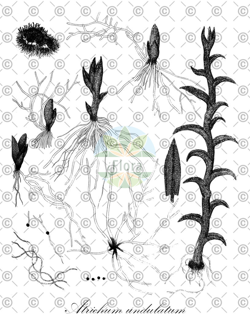 HistAbb_EMP_17675_SRC_Schlechtendal_FLORAD_SIMPLE | Historische Abbildung von Atrichum undulatum - Polytrichaceae | Historical Illustration of Atrichum undulatum - Polytrichaceae