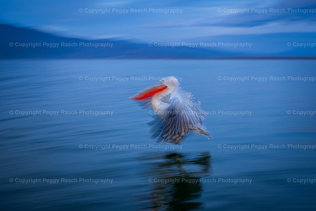 Pelikan im Flug 2024 | PeggyRaschPhotography - Realisiert mit Pictrs.com