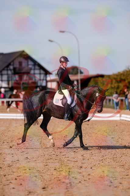 2026_10_03_Siefer-Hof_115747_Z81_98612003 | Professionelle Reitsport-, Turnier- und Eventfotografie von Robert Broda. Galerien mit ausgewählten und bearbeiteten Bildern direkt online ansehen und bestellen.