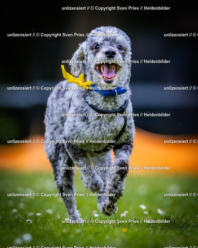 Sven Pries | 2025-05-29 - Pudelrennen KA-Durlach - Realisiert mit Pictrs.com