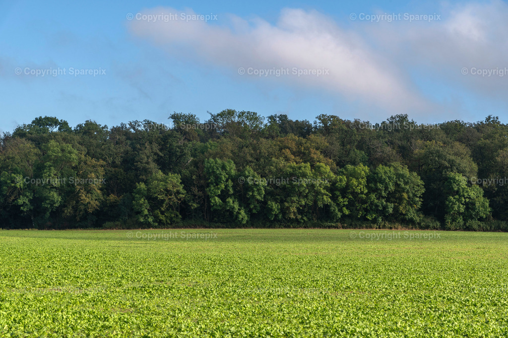 PAR_Green_Forest3 | sparepix - Realisiert mit Pictrs.com