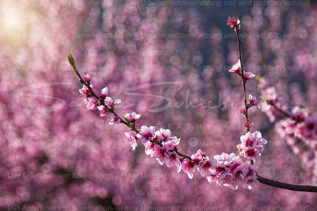 Der Weinbergpfirsich blüht am Calmont | Ein Zweig mit Blüten des Weinbergpfirsich im Vordergrund, im Hintergrund weitere unscharfe Blüten. - Realisiert mit Pictrs.com