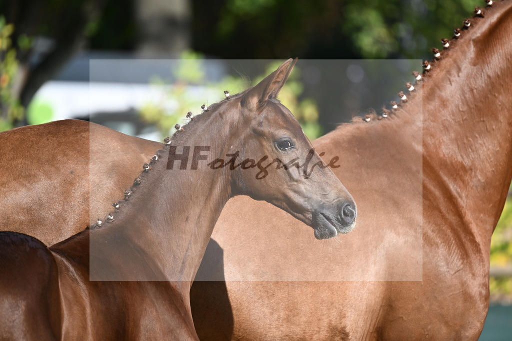 Praesentation Auktionsfohlen_36230383 | hf-fotografie - Realizzato con Pictrs.com