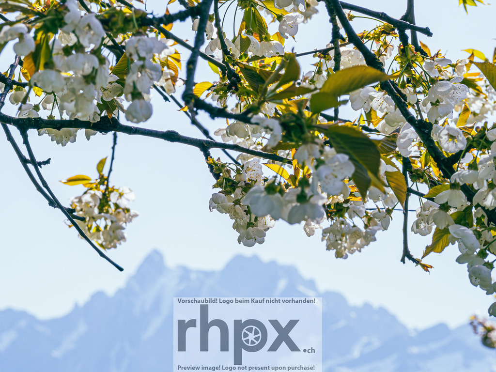Frühling in Luzern – Blüten vor Pilatus | Stimmungsvolle Fotokunst aus Luzern. Erlebe den Pilatus, den See und die Stadt Luzern in exklusiven Aufnahmen in der Fotogalerie & Shop. - Realisiert mit Pictrs.com
