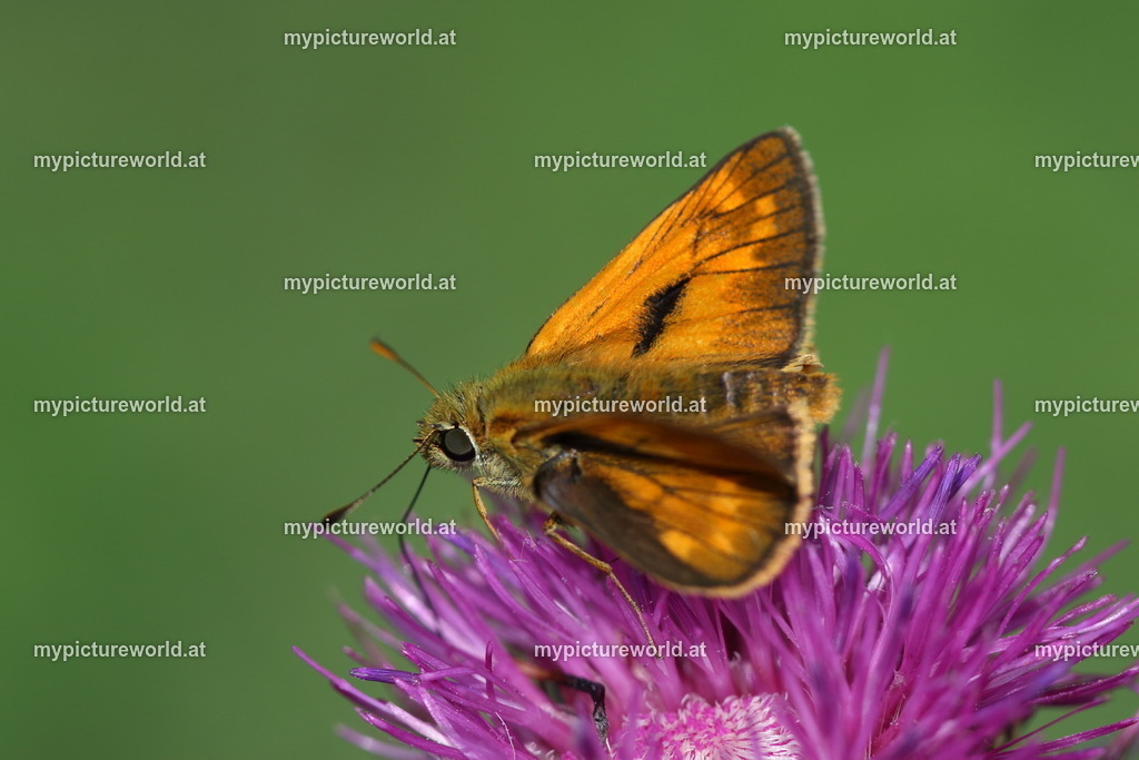 Ochlodes sylvanus-007 | Das Bilderarchiv über Tiere, Planzen und Landschaften. In der Bilddatenbank finden Sie ein große Auswahl an hochwertigen Bilder für Ihre Werbung - Realisiert mit Pictrs.com