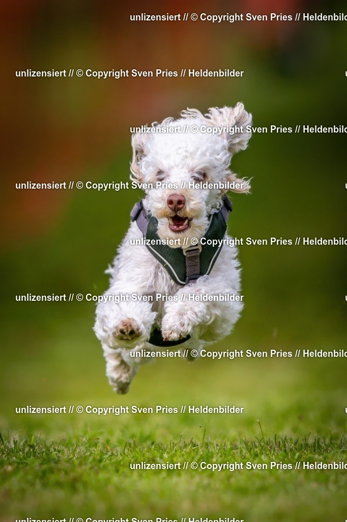 Sven Pries | 2024-09-22 - Hunderennen Baden-BadenPudelverein - Realisiert mit Pictrs.com