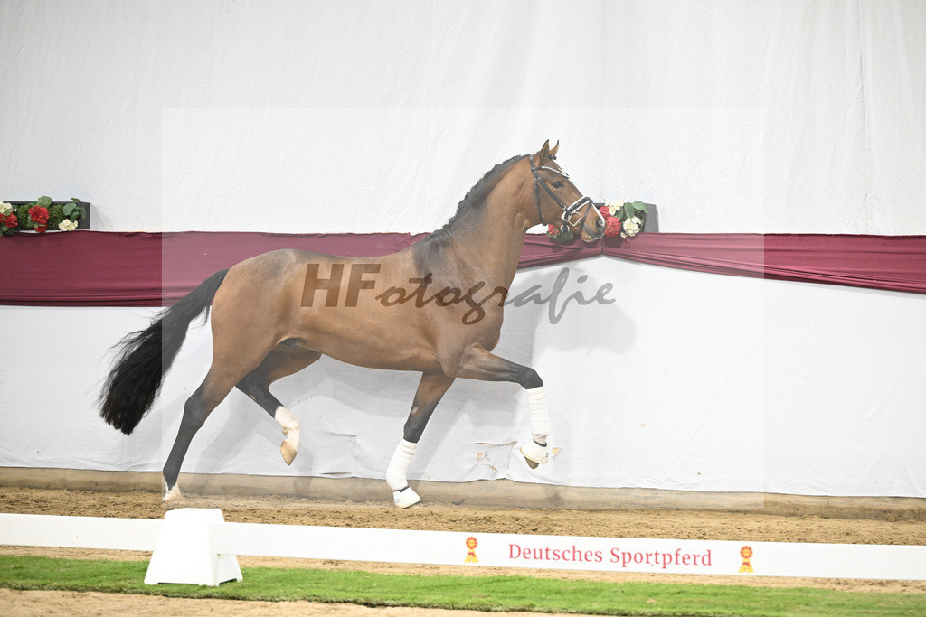 Kat-Nr. 120 Fanegro x Bequia_Johannes Gaab_47253924 | hf-fotografie - Realizzato con Pictrs.com