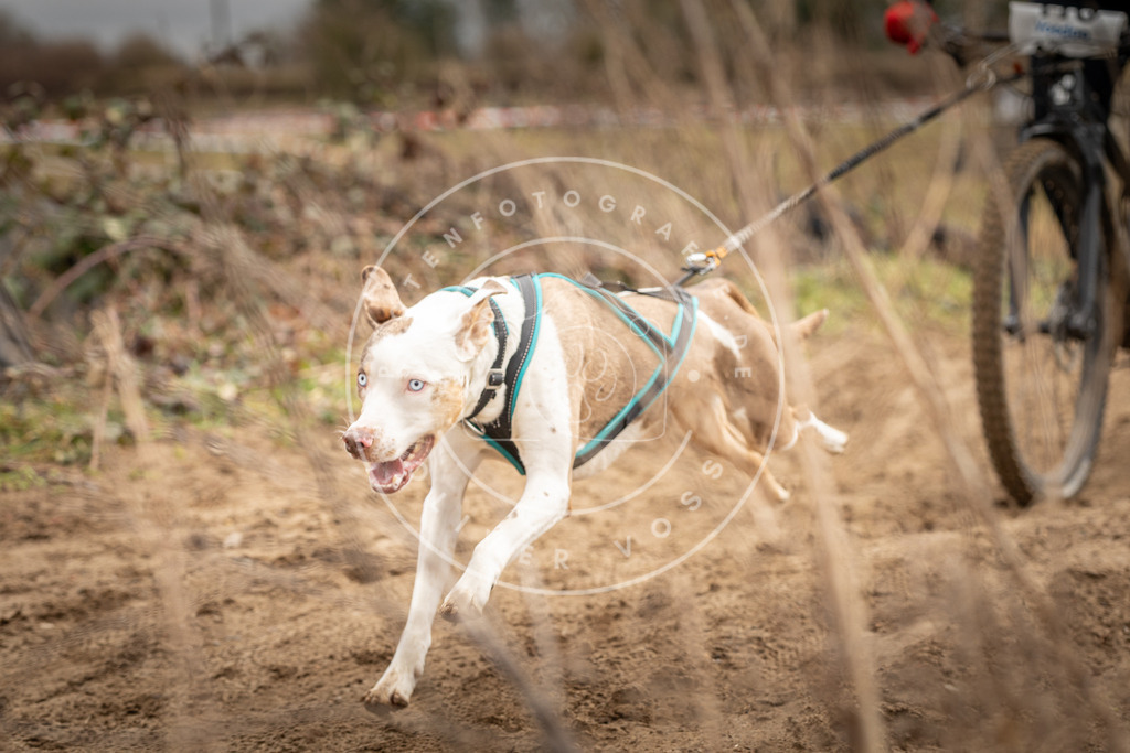 DV3A0699 | Hundefotografie, Tierfotograf, Pfotenfotografie, Fotoshooting Hund, Hunde Portrait, Hundesport, Hundeportraits, Heideshooting, Hunde, Sportfotograf, Hundefotograf, Turnierhundsport, THS,  - Realisiert mit Pictrs.com