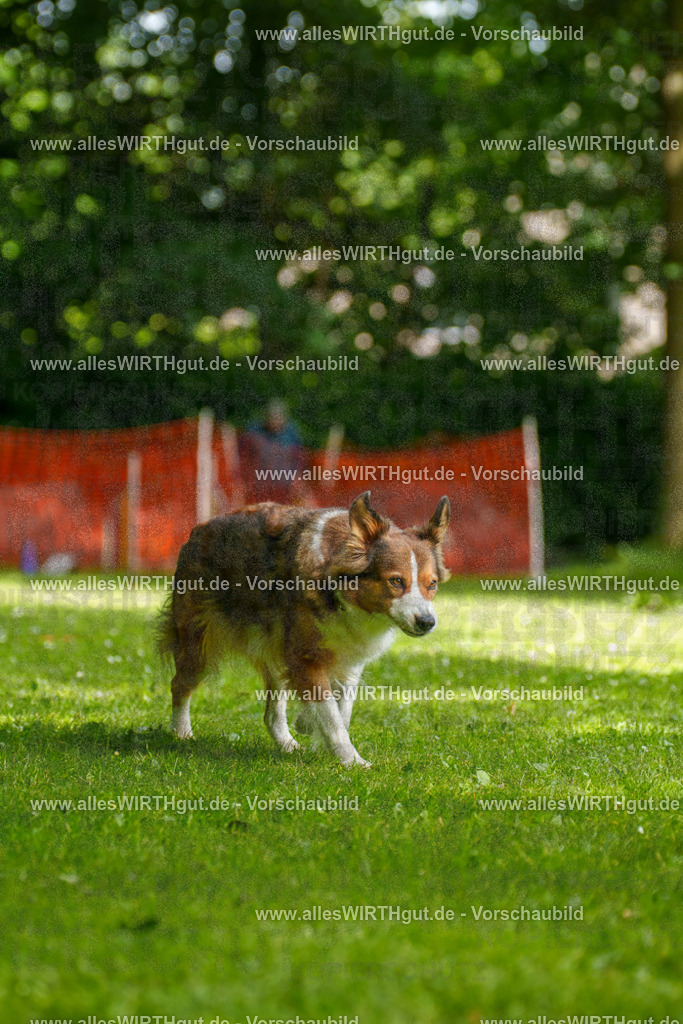 @allesWIRTHgut_Tierfotografie - www.allesWIRTHgut.de - 100552-7R508043 | Professionelle Tierfotografie in Mönchengladbach von Daniel Wirth (allesWIRTHgut). Liebevolle & natürliche Bilder von Hunden & Katzen für unvergessliche Erinnerungen.