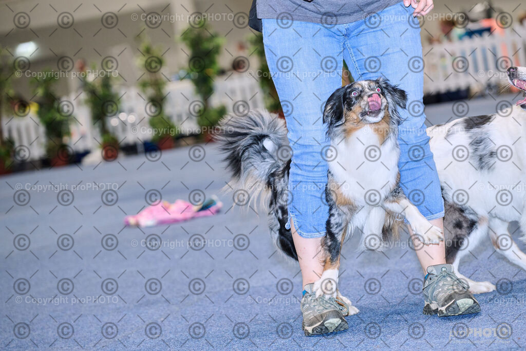 202406_ÖKV-IHA-Tulln24_NZ9_7723 | proPHOTO - Realisiert mit Pictrs.com