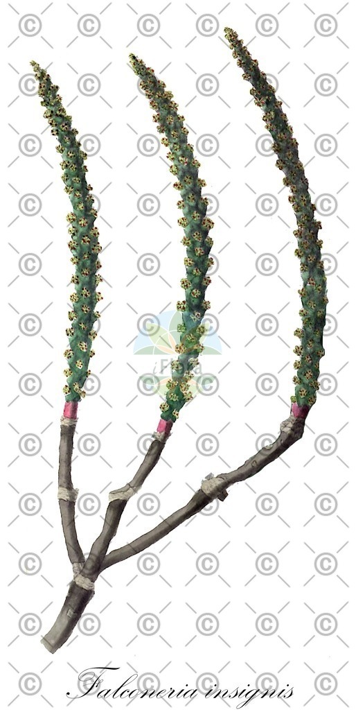 HistAbb_EMP_44739_2_FLORAD_SIMPLE | Historische Abbildung von Falconeria insignis - Euphorbiaceae | Historical Illustration of Falconeria insignis - Euphorbiaceae