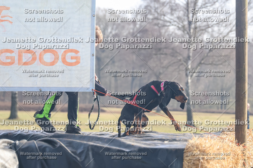 Dog Paparazzi - Strongdog North Mrz26-319 | Dog Paparazzi Jeanette Grottendiek Fotografie & Videografie - Realisiert mit Pictrs.com