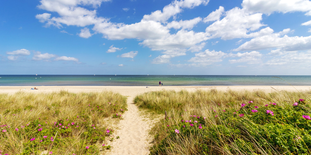 Panorama Wandbild: Weg an den Sandstrand im Sommer in Weidefeld | Dieses Panorama Wandbild im Querformat zeigt einen Sandweg an den Sandstrand von Weidefeld. Neben dem Weg befindet sich Strandhafer in grün und beige. Zwischen dem Strandhafer befinden sich blühende Heckenrosen. Der Sandweg, sowie der Sandstrand bringen einen schönen Sandton ins Wandbild ein. Am blauen Himmel befinden sich schöne helle Wolken. - Realisiert mit Pictrs.com