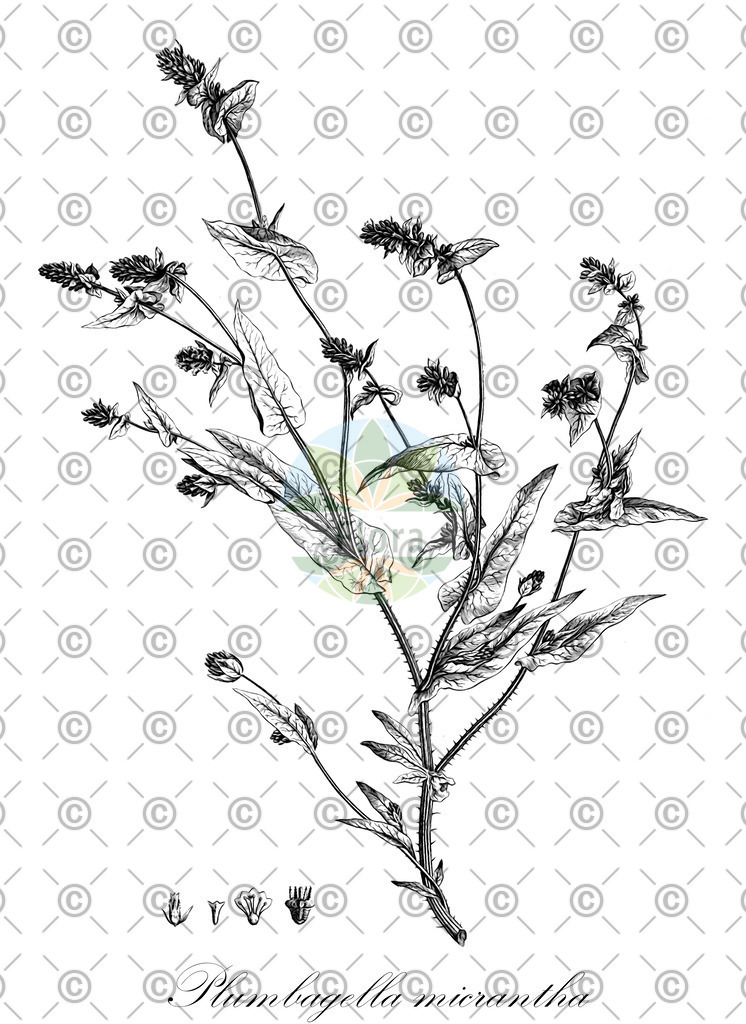 HistAbb_wfo-0000279184_1_ENZY_Simple | Historische Abbildung von Plumbagella micrantha - Plumbaginaceae | Historical Illustration of Plumbagella micrantha - Plumbaginaceae