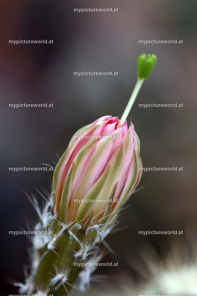 Echinocereus scheeri-007 | Das Bilderarchiv über Tiere, Planzen und Landschaften. In der Bilddatenbank finden Sie ein große Auswahl an hochwertigen Bilder für Ihre Werbung - Realisiert mit Pictrs.com