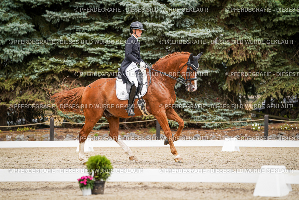 DSC05667 | Pferdegrafie