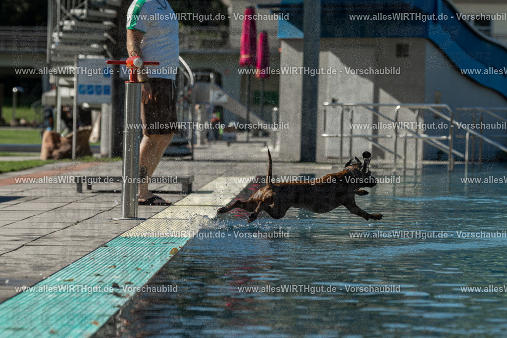 Hundeschwimmen_Volksbad_2026-allesWIRTHgut_Tierfotografie-2609061035-094559-7R509046 | Professionelle Tierfotografie in Mönchengladbach von Daniel Wirth (allesWIRTHgut). Liebevolle & natürliche Bilder von Hunden & Katzen für unvergessliche Erinnerungen.