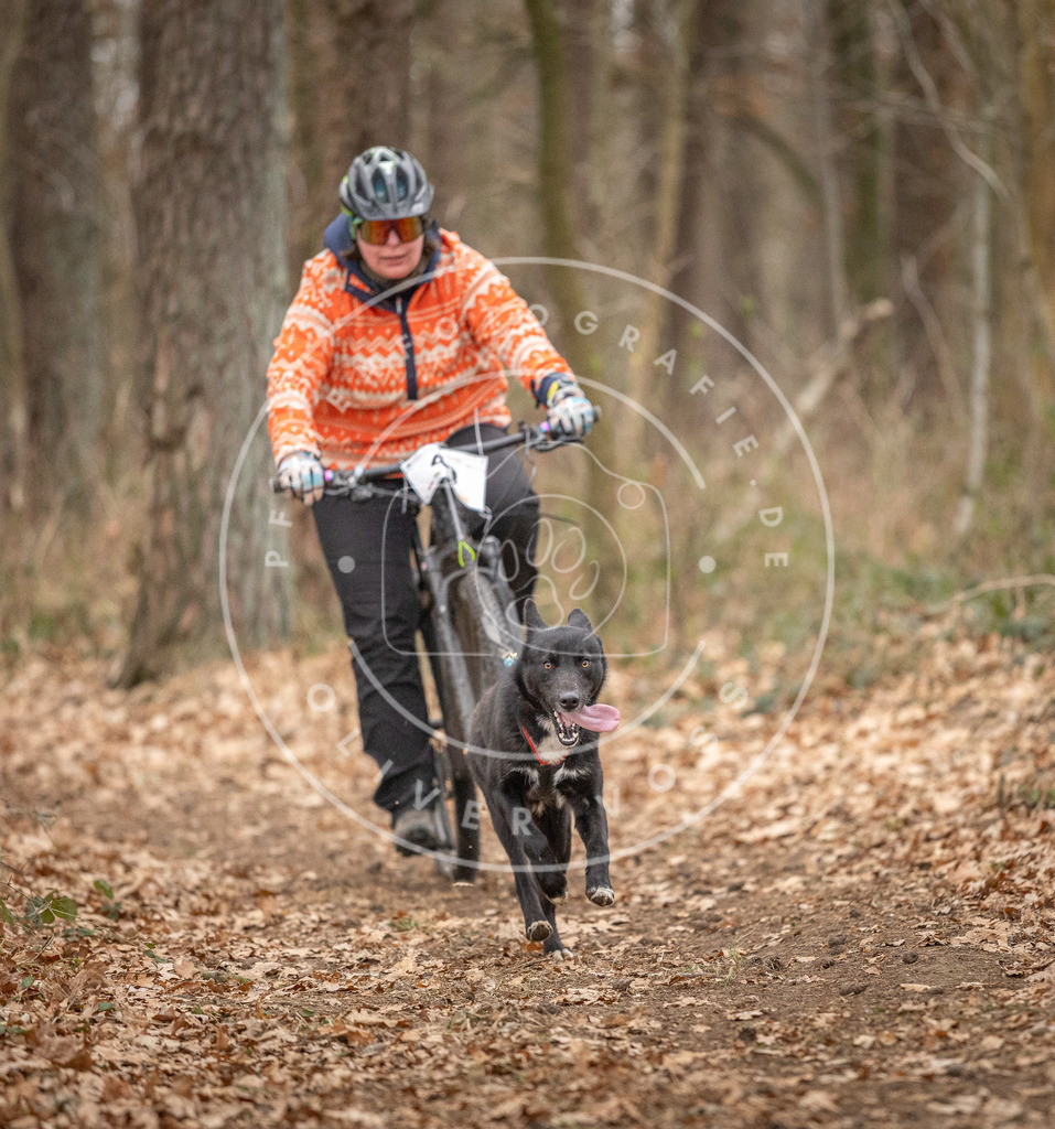 Pfotenfotografie_DV3A0308 | Hundefotografie, Tierfotograf, Pfotenfotografie, Fotoshooting Hund, Hunde Portrait, Hundesport, Hundeportraits, Heideshooting, Hunde, Sportfotograf, Hundefotograf, Turnierhundsport, THS,  - Realisiert mit Pictrs.com
