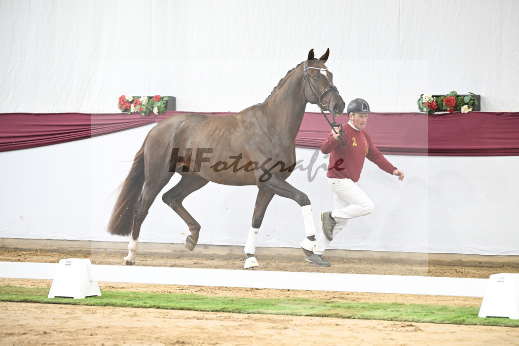 Kat-Nr. 15 Vitalis x Rock Forever I_Christoph Kuehnle_47250359 | hf-fotografie - Realisiert mit Pictrs.com