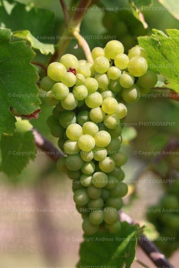 Weintrauben | Weintrauben im Saale-Unstrut-Weinbaugebiet - Realisiert mit Pictrs.com
