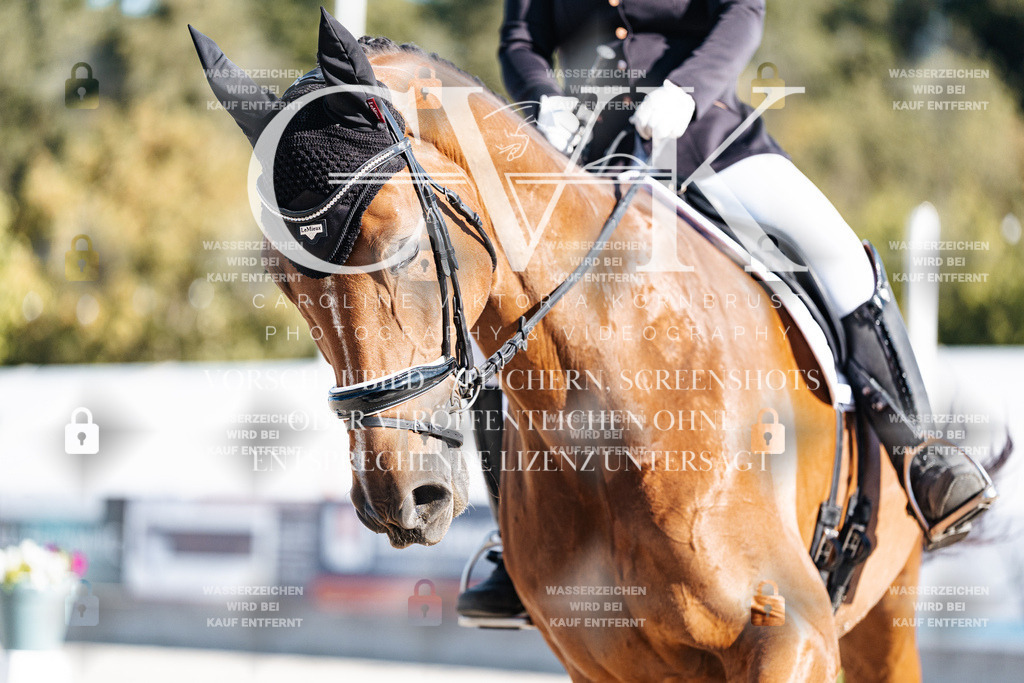 CK907700 | Turnierfotografie Pferdefotografie Trier Rheinland-Pfalz Pferdesport Reitsport Tierfotografie Sportfotografie Pferdevideo Pferdevideografie Equestrianvideography equestrianphotography  - Realisiert mit Pictrs.com