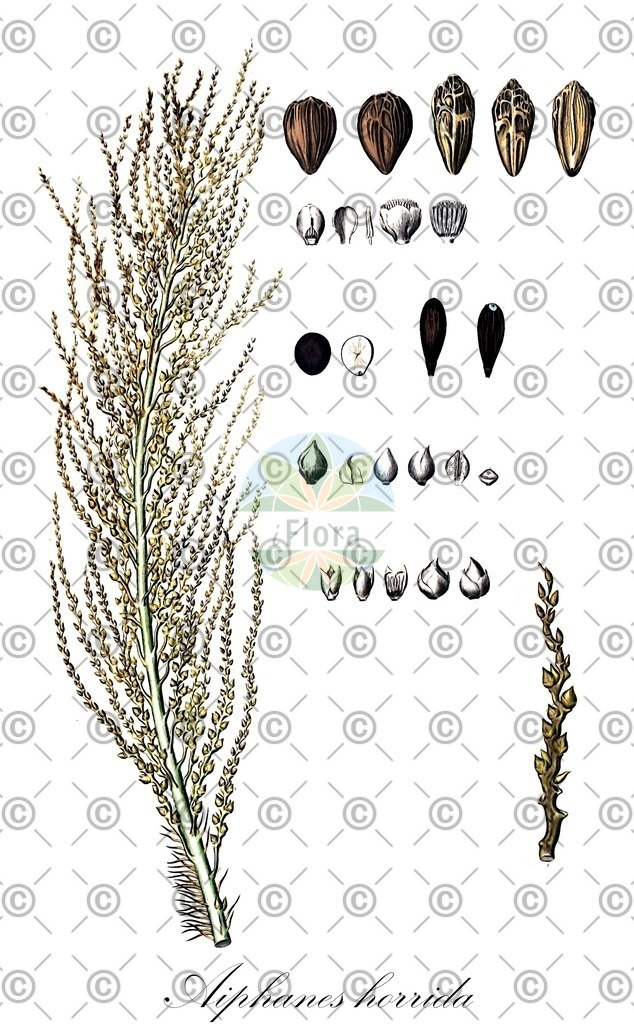 HistAbb_wfo-0000932318_4_ENZY_Simple | Historische Abbildung von Aiphanes horrida - Arecaceae | Historical Illustration of Aiphanes horrida - Arecaceae