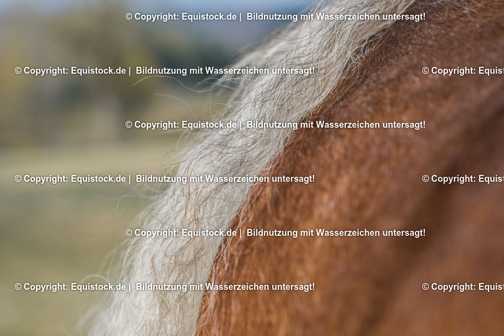 20150313_TOMsPiC_0056 | equistock